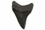 Juvenile Megalodon Tooth - South Carolina #340586-1